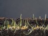 WHAT KIND OF SOIL ARE YOU?