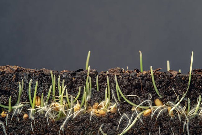 WHAT KIND OF SOIL ARE YOU?