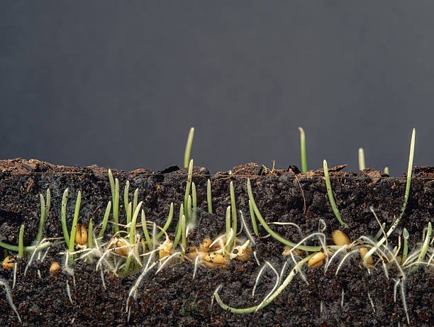 WHAT KIND OF SOIL ARE YOU?