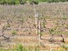 THE UNPRODUCTIVE VINEYARD