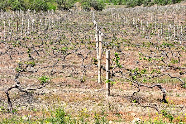 THE UNPRODUCTIVE VINEYARD