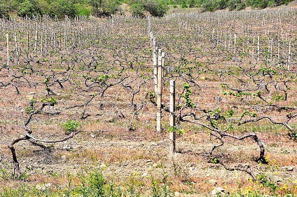 THE UNPRODUCTIVE VINEYARD